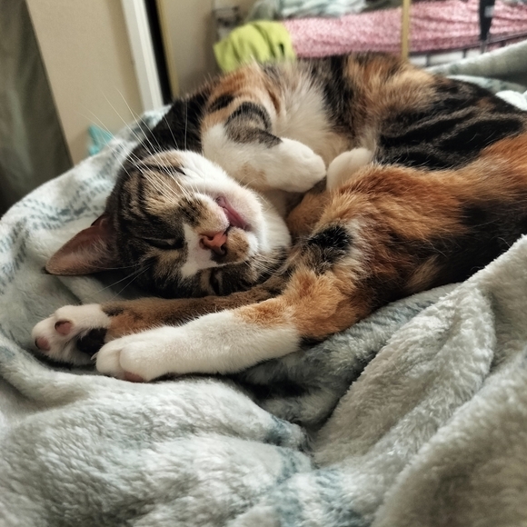 Meet your Posher, Dumpster Fairy - Picture 2 of 2